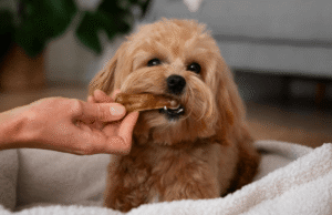 How to Choose a Collagen Stick for Dogs Based on Size and Chewing Habits